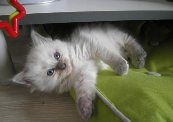 femelle blue colourpoint 1 - 5 semaines - Chatterie Ragdolls du Val de Beauvoir